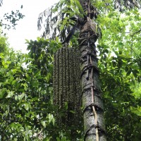 Caryota urens L.